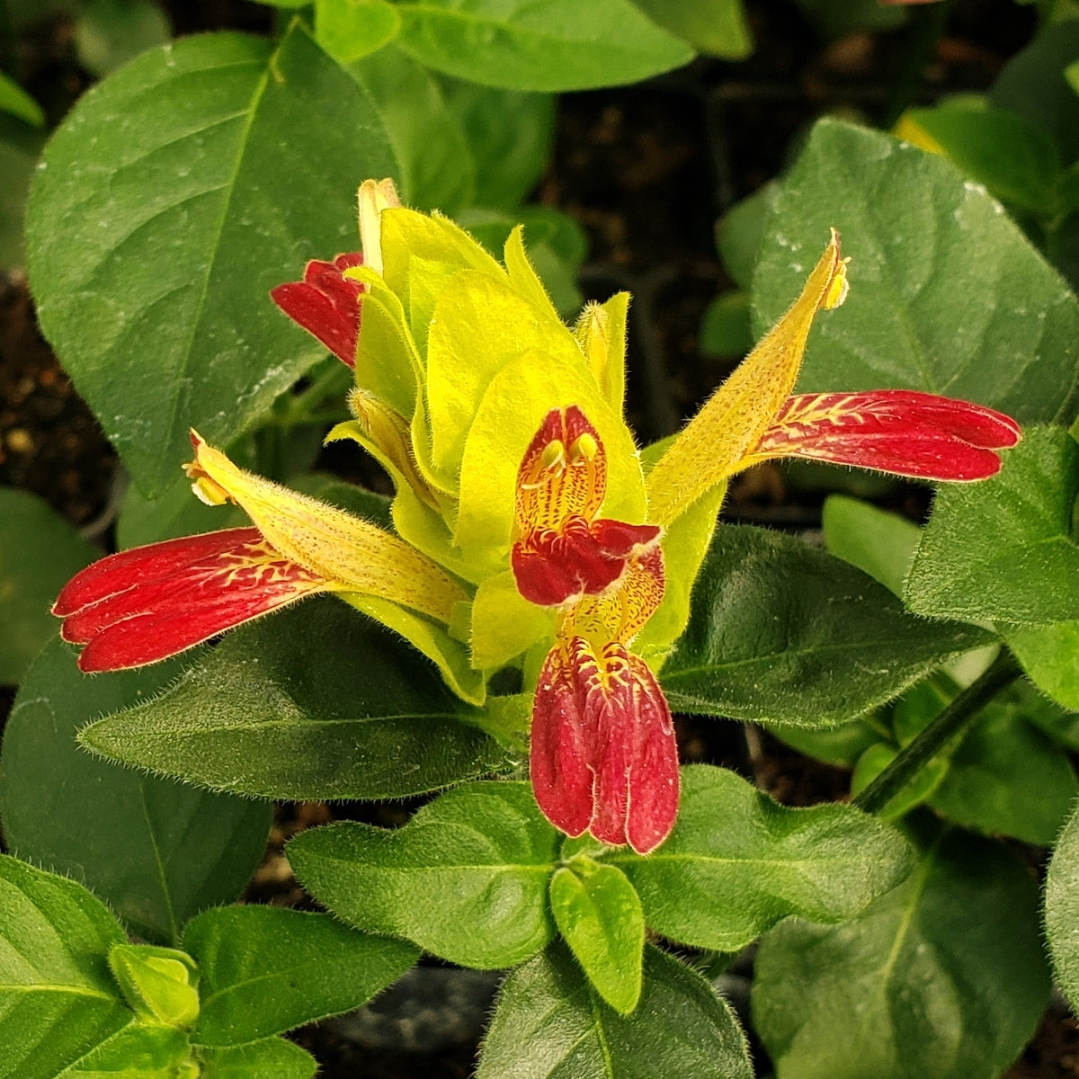 Three Shrimp Plant ‘Fruit Cocktail’ potted plants from Florida Plants Nursery, showcasing vibrant foliage and unique flower clusters.