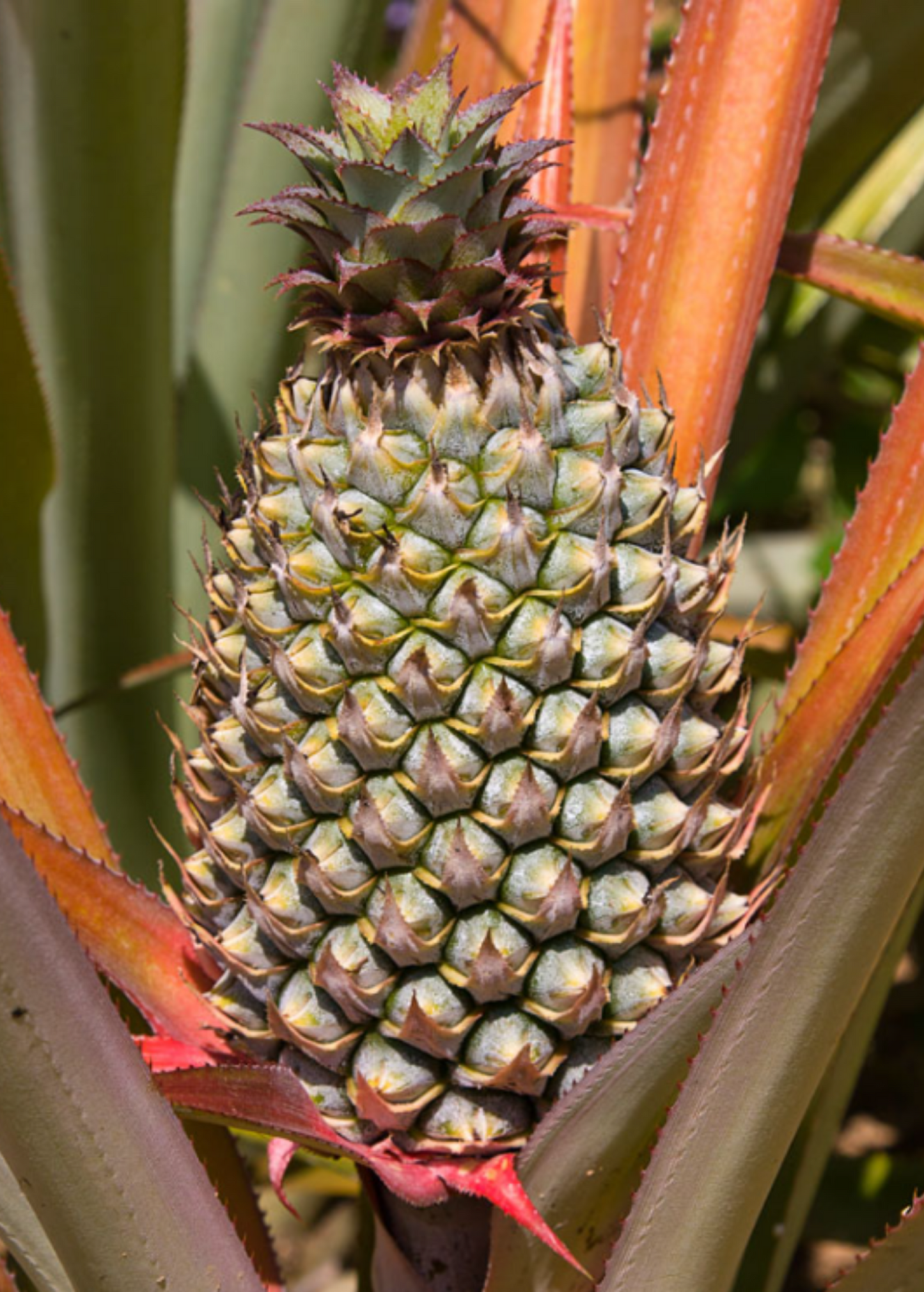 Pineapple 'Florida Special' fruiting plant by Sow Exotic with lush green leaves and developing pineapple fruit.