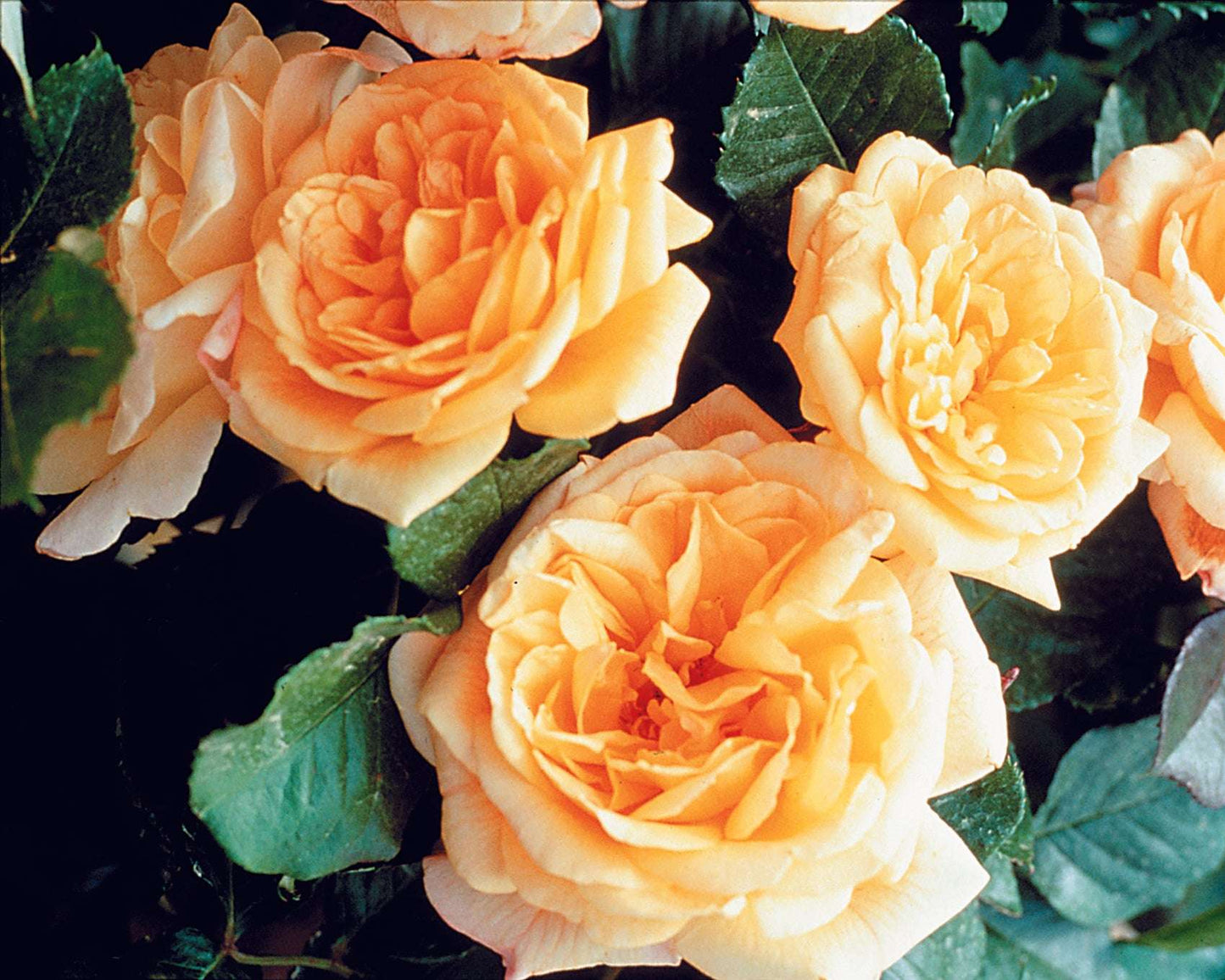 Yellow climbing rose plant in a 1.5-gallon pot by Fresh Garden Living, showcasing vibrant blooms and lush foliage.