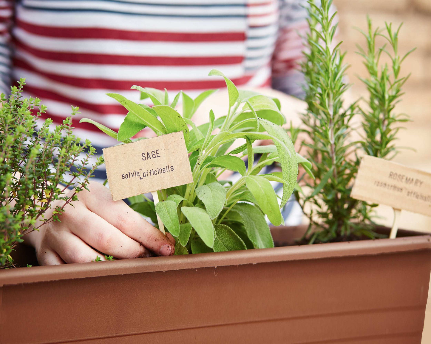 Set of 2 Fresh Garden Living rosemary herb plants in quart pots, naturally grown for culinary and aromatic use.