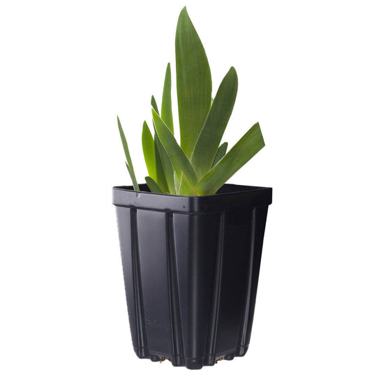 Black Suited Fragrant Black Iris plant in a potted quart container, showcasing vibrant black petals and lush green foliage.