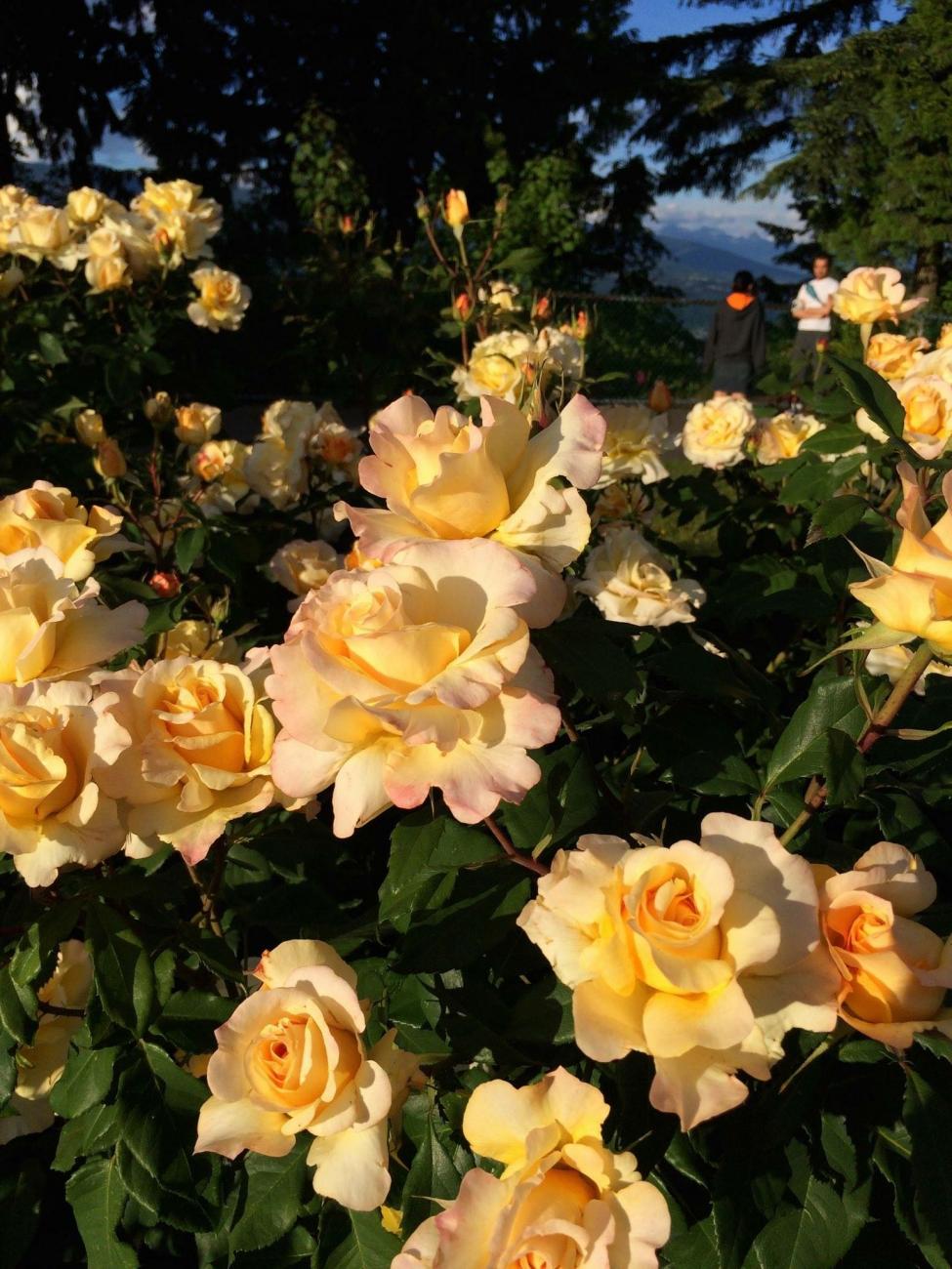 Fresh Garden Living Sunny Sky Rose in a 1.5-gallon container, vibrant pink rose plant with lush green foliage.