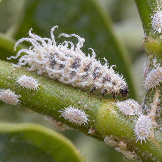 Cryptolaemus montrouzieri larvae treating mealybugs, natural biological pest control from FGMN Nursery.