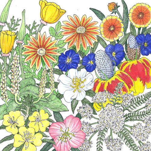 California Perennial Wildflower Mix flower seeds by Grow Organic, showing colorful wildflower seed packets for garden planting.