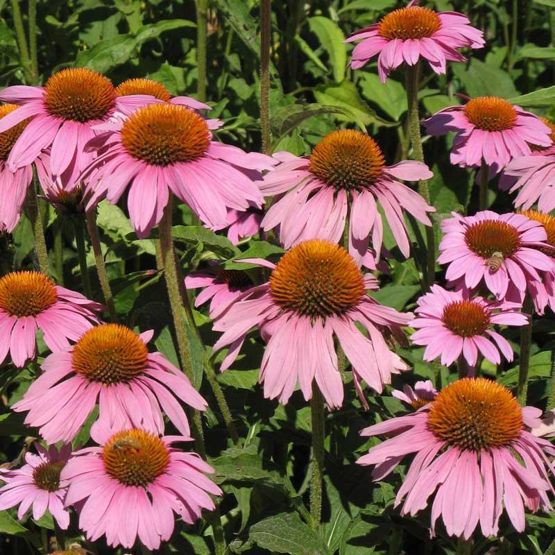 Purple coneflower flower seeds from Grow Organic, 1/4 lb bag, showcasing vibrant purple petals and green seed packet.