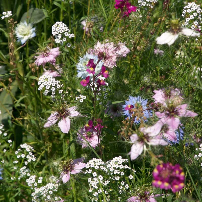 Grow Organic fragrant garden wildflower mix flower seed packet, 1/4 lb of colorful wildflower seeds for garden planting
