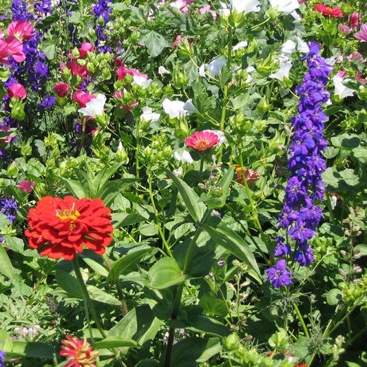 Hummingbird Garden Wildflower Mix flower seeds by Grow Organic, showing a variety of colorful wildflower seed packets.