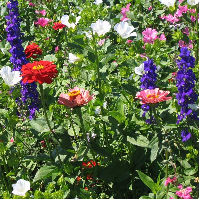 Hummingbird Garden Wildflower Mix flower seed packet by Grow Organic, showing colorful wildflower seeds for garden planting.