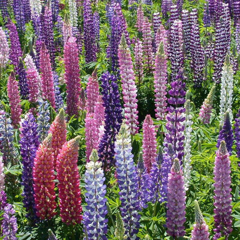 Close-up of grow Organic Russell Lupine flower seeds in a packet, showcasing vibrant seed details and branding.