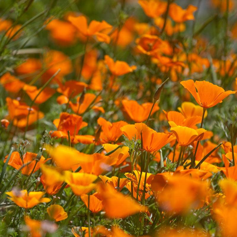 Grow Organic California Golden Poppy flower seeds, vibrant yellow blooms, ready for planting in your garden.