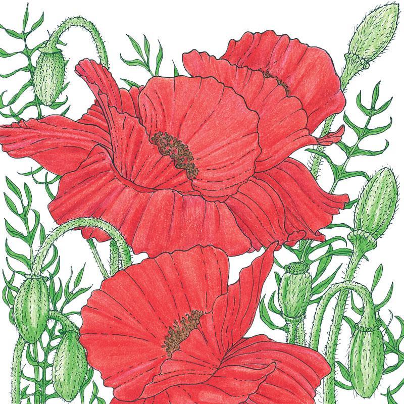Grow Organic Poppy Corn flower seeds in a package, ready for planting to grow vibrant poppy flowers