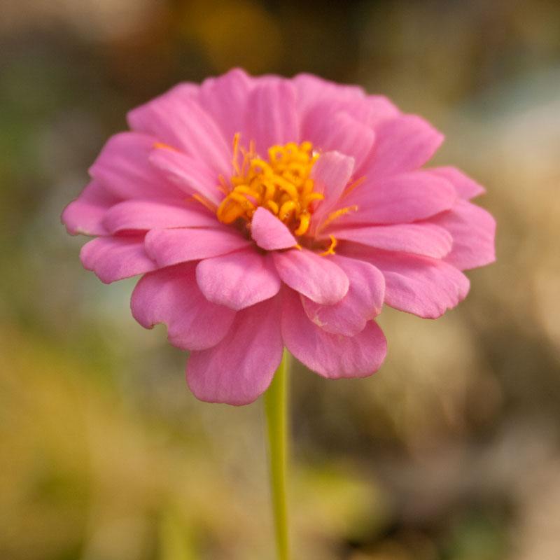 Grow Organic Zinnia California Mix flower seed packet, showing vibrant multicolored Zinnia flowers and seed details.