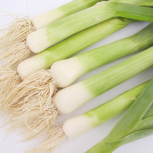 Organic American Flag leek seeds from Grow Organic, vegetable seeds pack showing vibrant seed packet with leek illustrations.