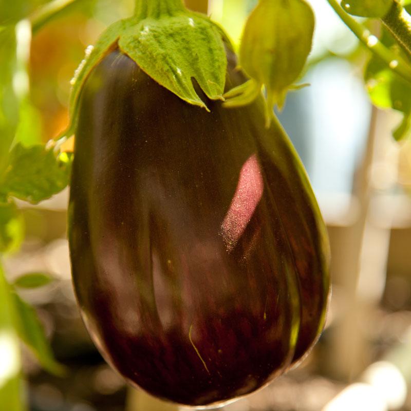 Organic Black Beauty Eggplant Seeds from Grow Organic, showing a packet of vegetable seeds for planting.