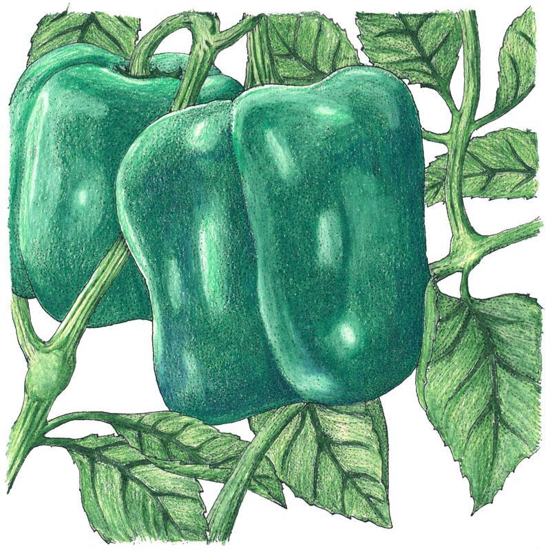 Organic Cal Wonder Sweet Pepper seeds from Grow Organic in a packet, ideal for growing sweet peppers in home gardens.