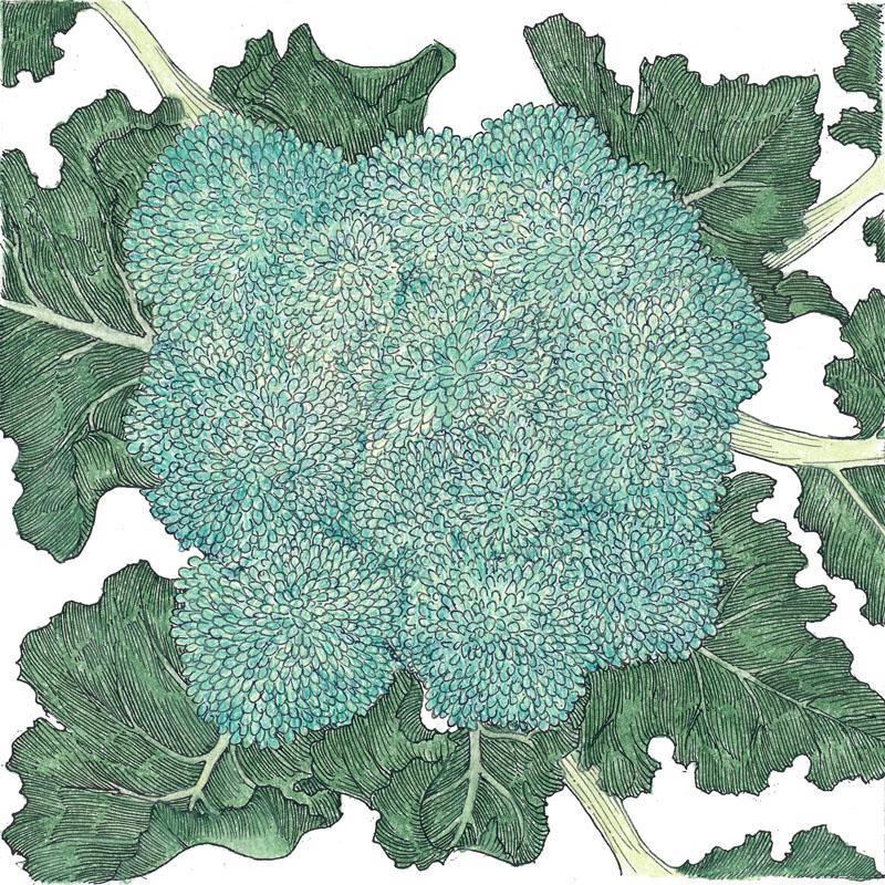 Organic Calabrese broccoli seeds from Grow Organic in a packet, ideal for vegetable gardening and home cultivation.