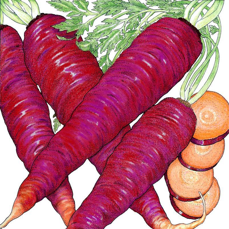 Organic Cosmic Purple Carrot Seeds in a Grow Organic vegetable seed pack, ready for planting.