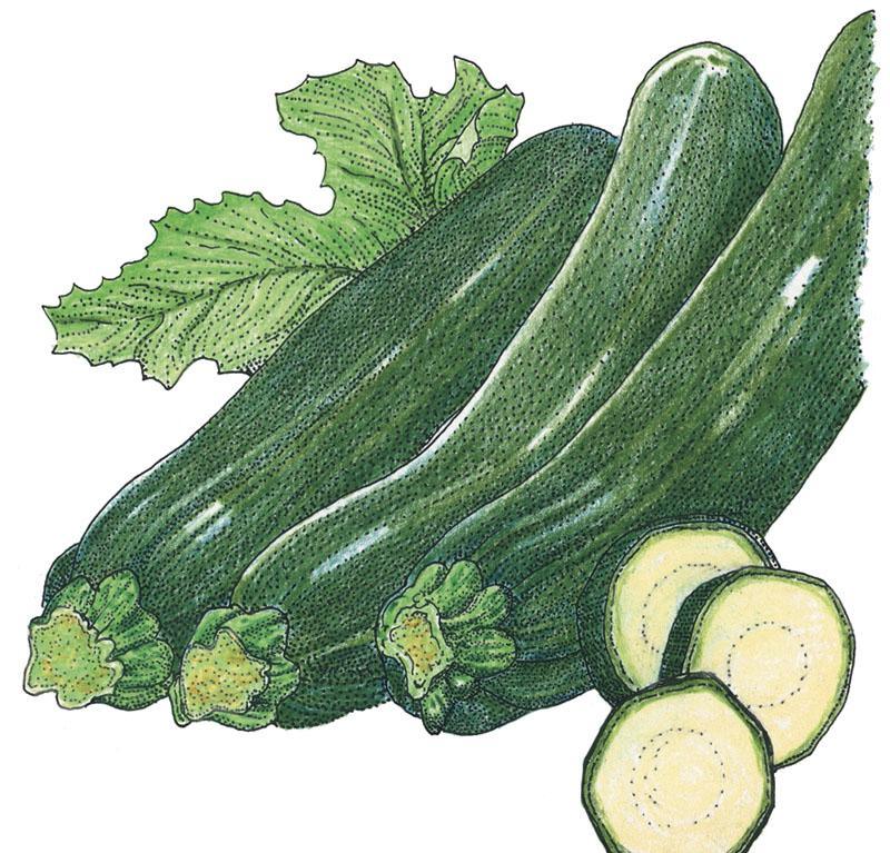 Organic dark green zucchini summer squash seeds from Grow Organic in a clear seed packet for vegetable gardening.