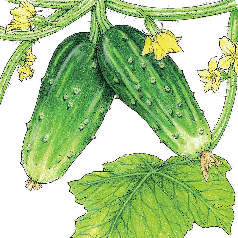 Organic Double Yield Cucumber Seeds from Grow Organic, packaged vegetable seeds for home gardening.