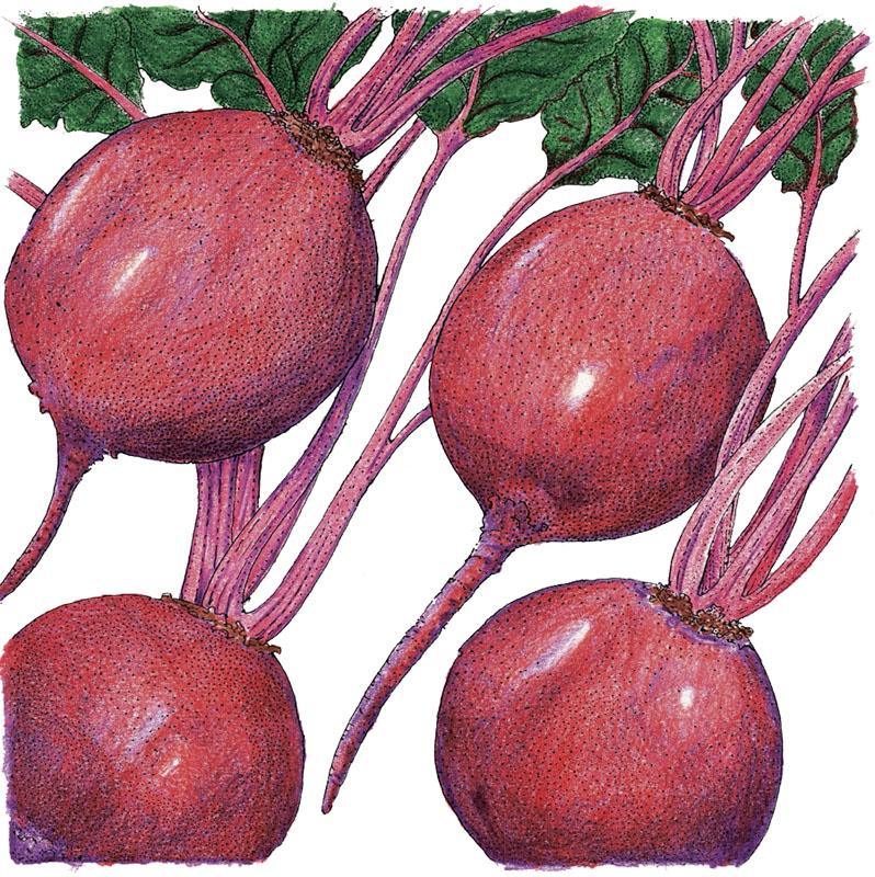 Organic Early Wonder Tall Beet seeds from Grow Organic in a packet, ideal for vegetable gardening.