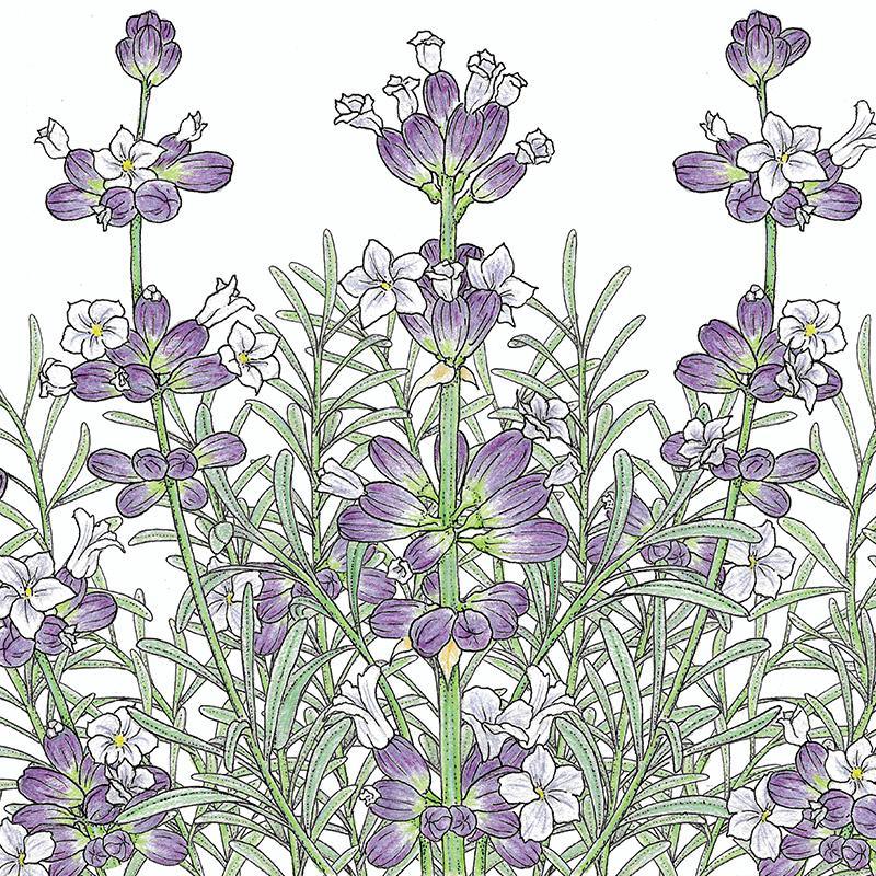 Organic English-Vera Lavender vegetable seeds from Grow Organic in a packet, ready for planting in the garden.