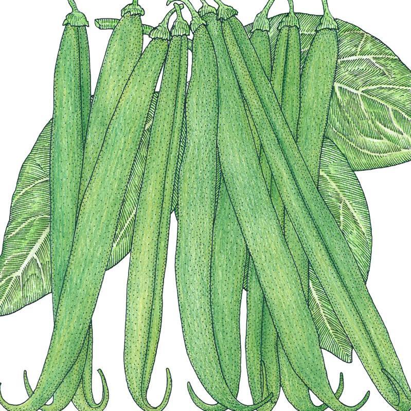 Organic French Garden Bean Seeds from Grow Organic, fresh vegetable seeds for planting and gardening.
