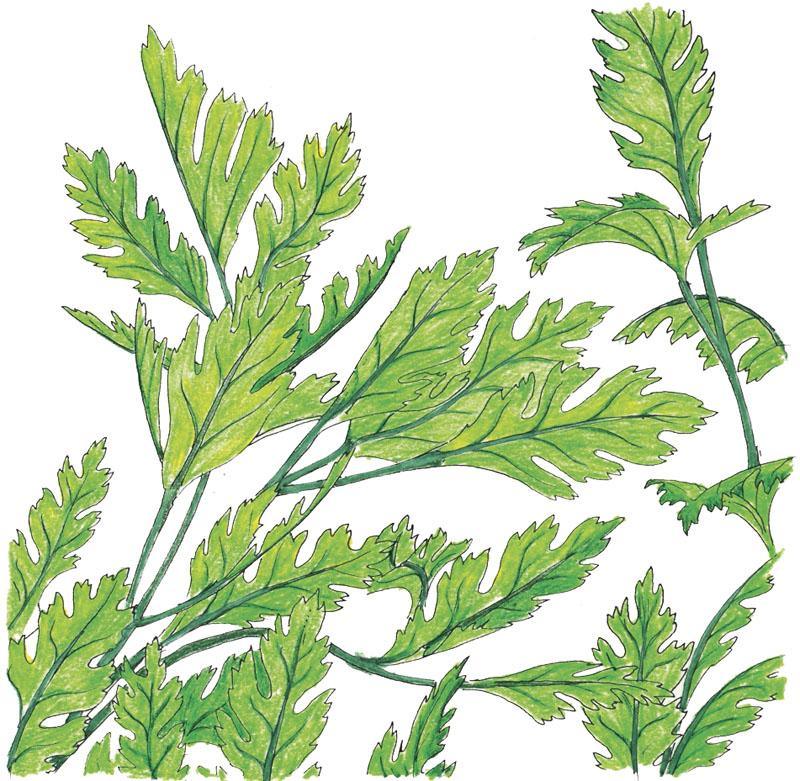 Organic Italian Parsley Seeds from Grow Organic, fresh vegetable seeds for home gardening, shown in a sealed pack.
