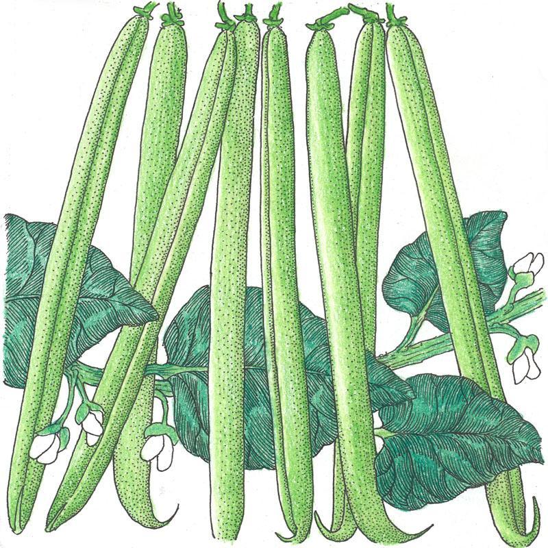 Organic Provider Bush Bean Seeds from Grow Organic, vegetable seeds for home gardening with healthy, lush bean plants.