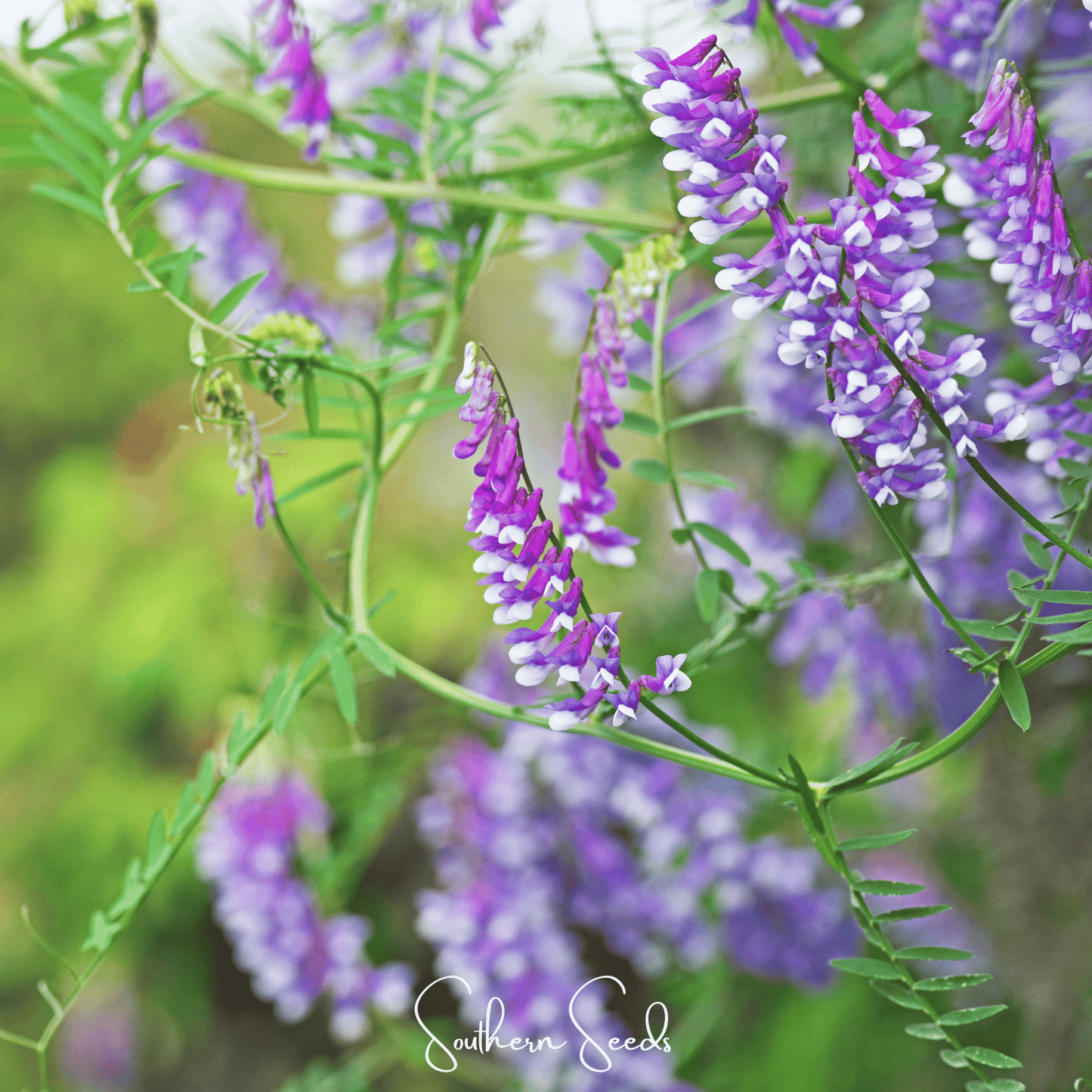 Pack of 100 hairy vetch seeds from Southern Seeds, showing small green vetch seeds used for cover cropping and soil improvement.