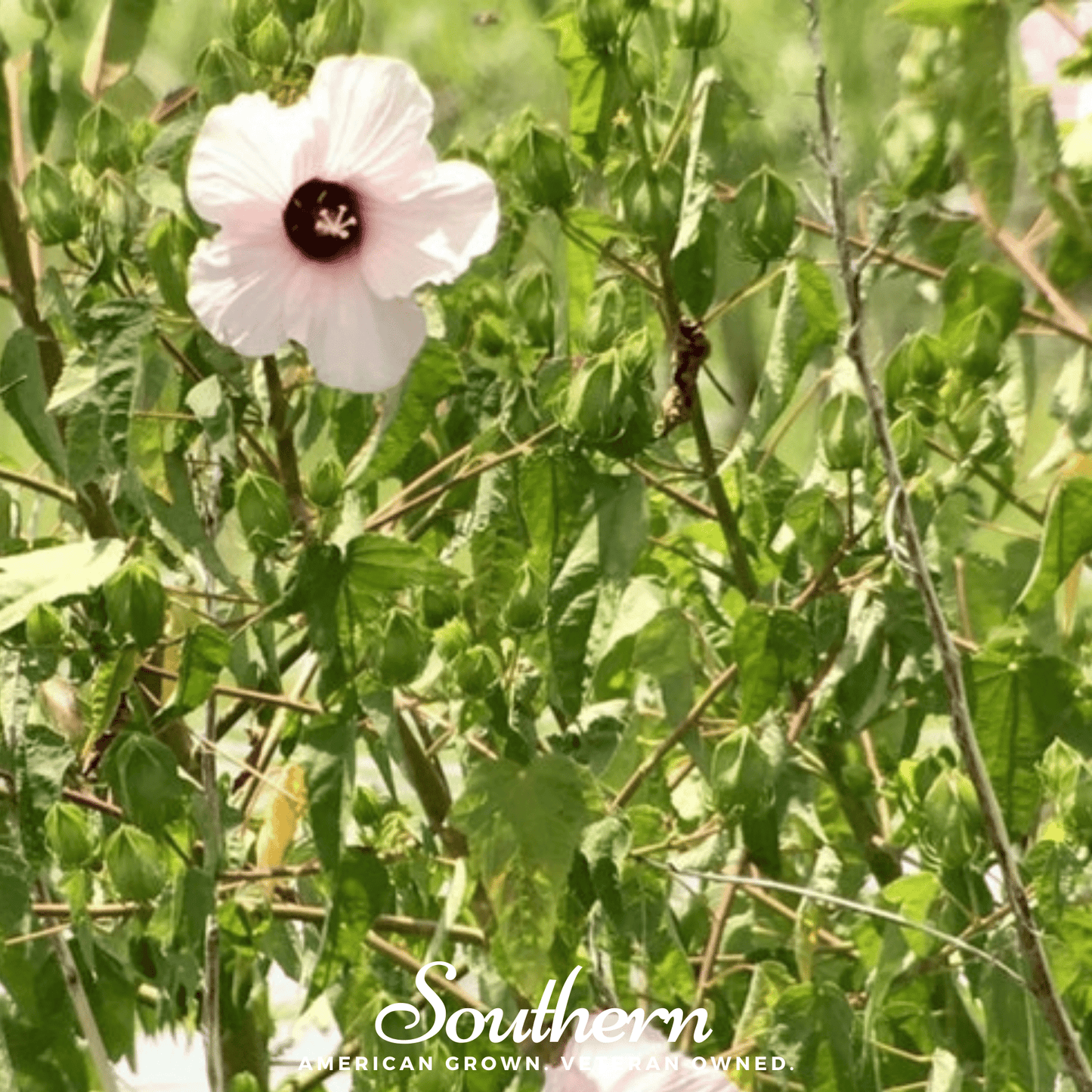 Rose Mallow Hibiscus plant with vibrant pink flowers, 25 seeds from Southern Seeds for planting and garden growth.