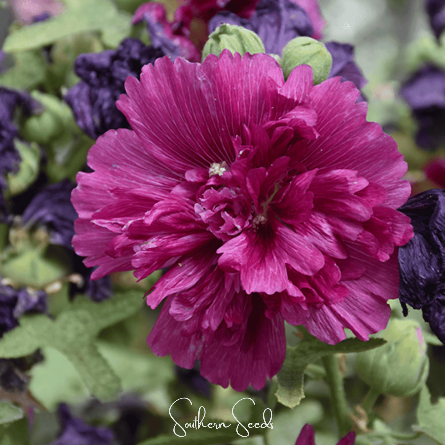 Queeny Purple Hollyhock seeds from Southern Seeds, vibrant purple flower seeds for garden planting and outdoor beauty.