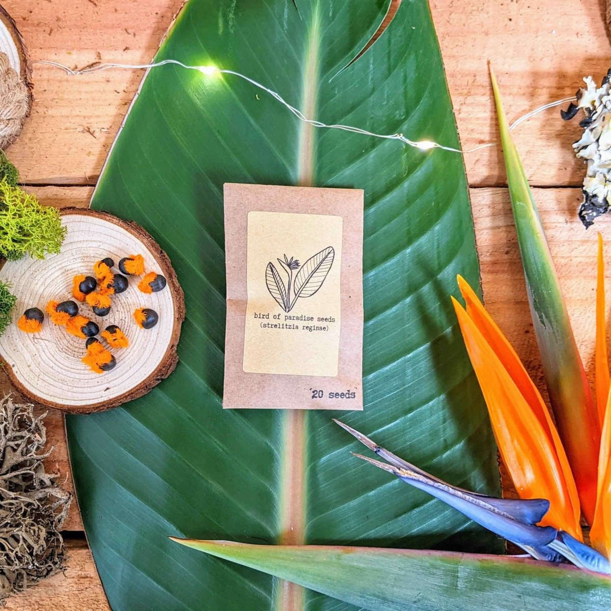 Set of houseplant seeds from the Houseplant Buff collection by Plantflix, featuring various seed packets for indoor plants.