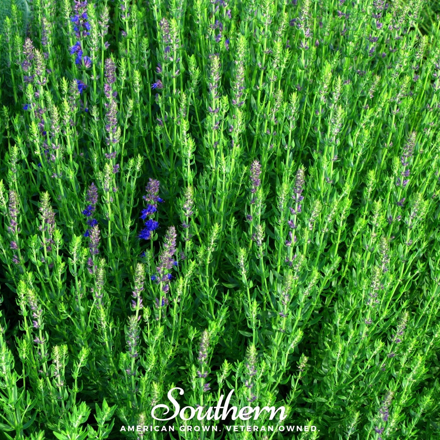 Blue Hyssop plant with green leaves and blue flowers, 200 seeds from Southern Seeds, ideal for herb gardens and landscaping.