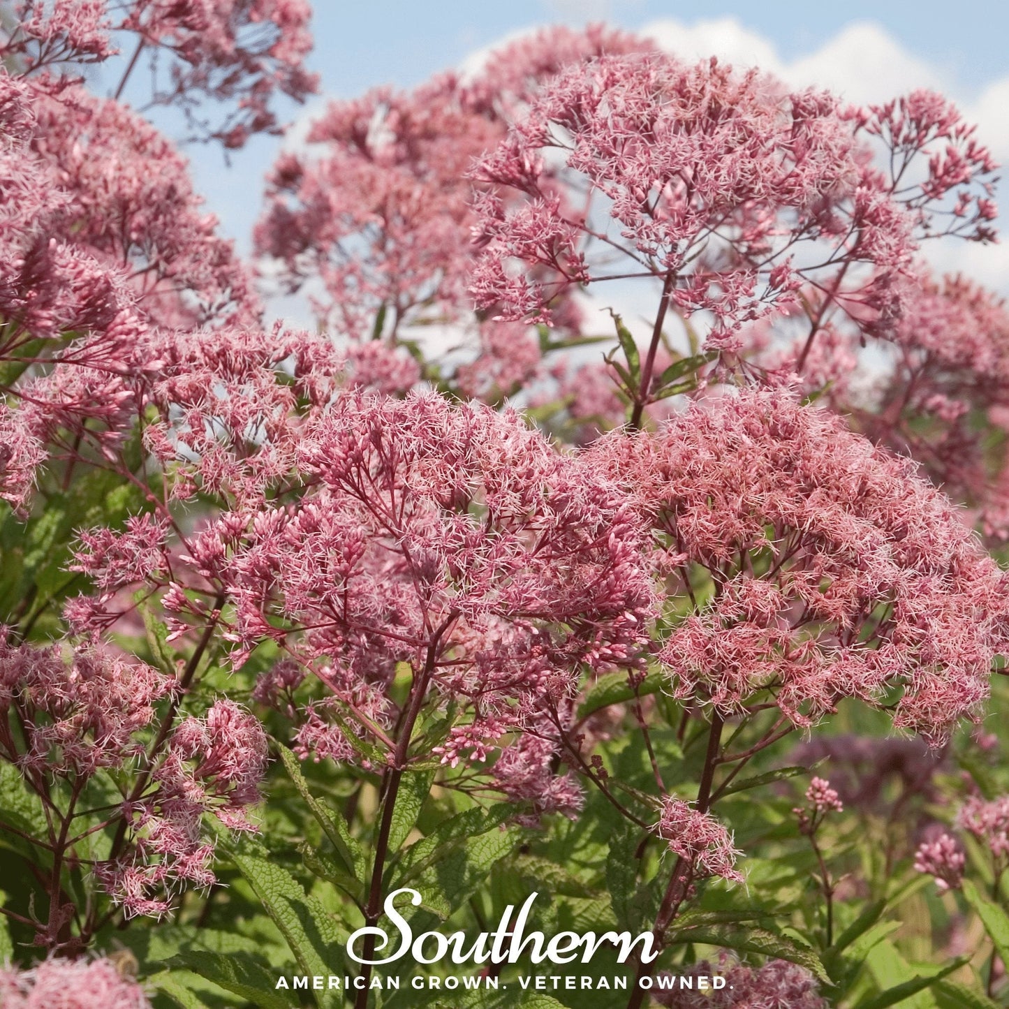 Sweet Joe Pye Weed plant with tall clusters of pink flowers, 100 seeds from Southern Seeds, Eupatorium maculatum variety.