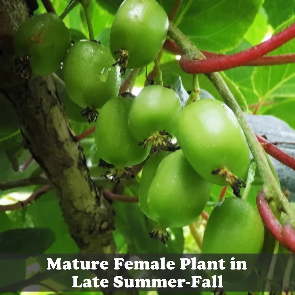Steep Hill Garden Hardy Kiwi live plants, Anna female and Meader male vines, with edible fruit, in a garden setting.