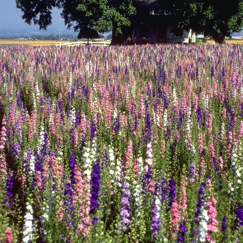 Mixed colors Larkspur flower seeds by Grow Organic, showing vibrant flower seed packets for garden planting.