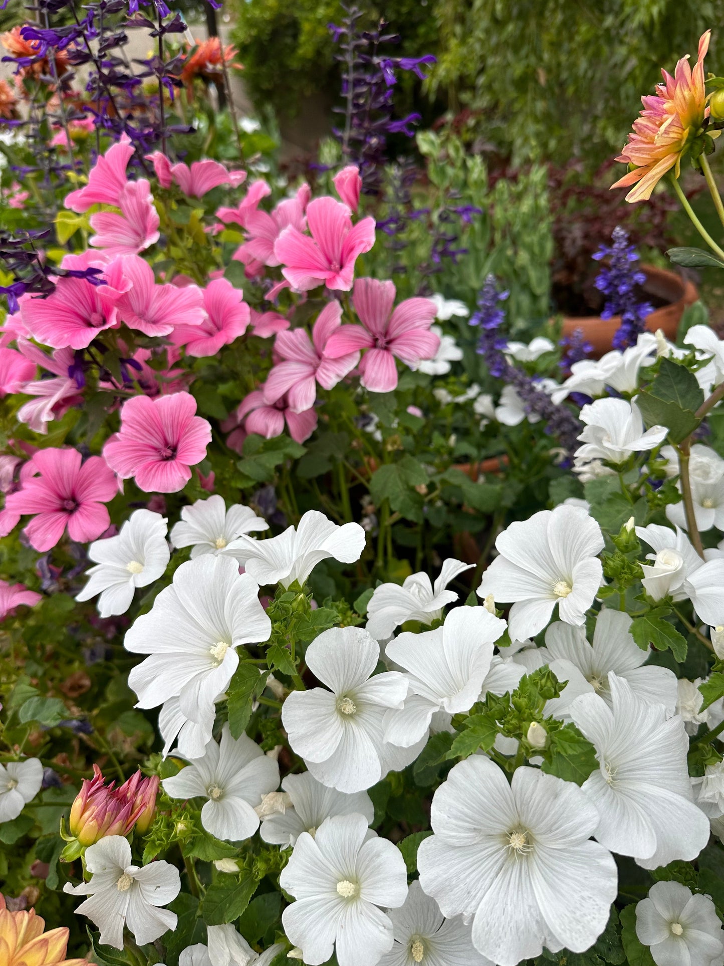 Pink and white Lavatera seeds from John's Plant Adventures, showing fresh seed packets for garden planting.