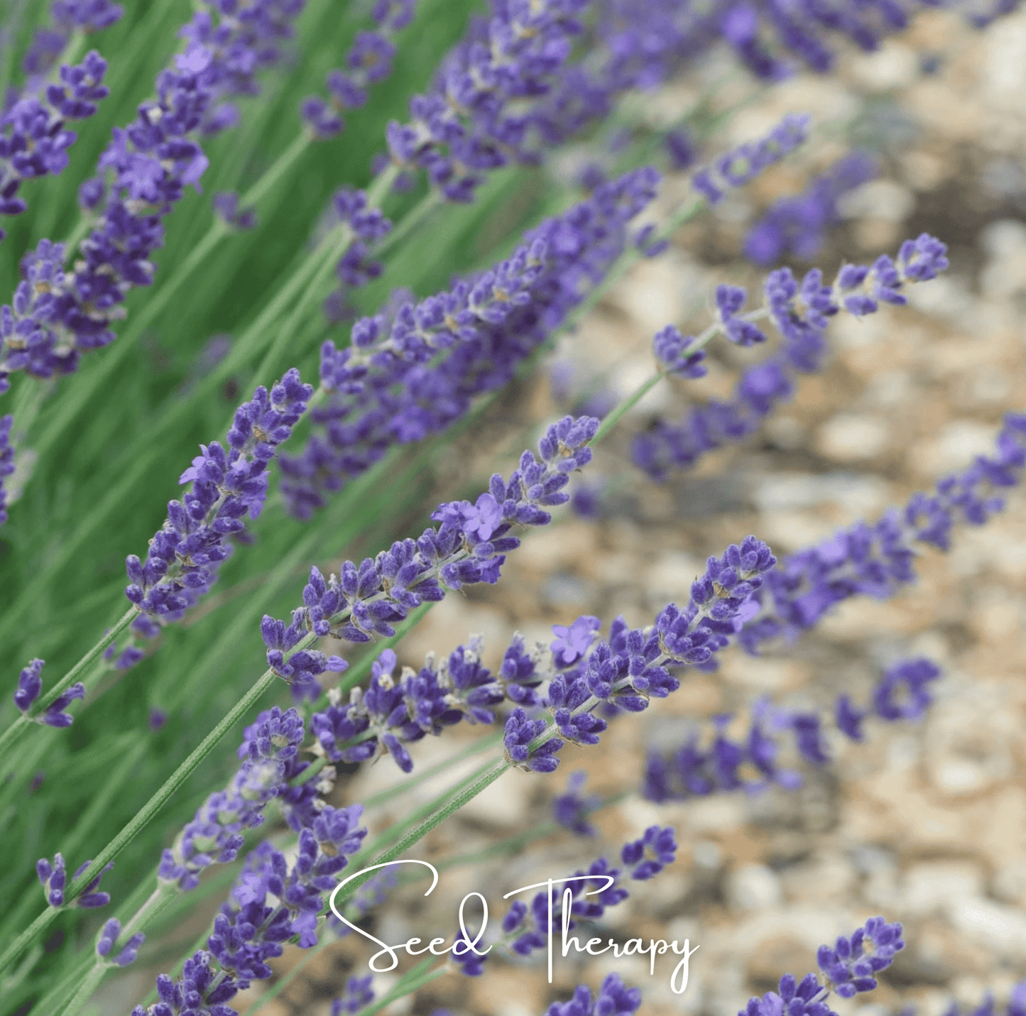 English Lavender seeds by Southern Seeds, showing a close-up of vibrant lavender flower buds and green foliage.
