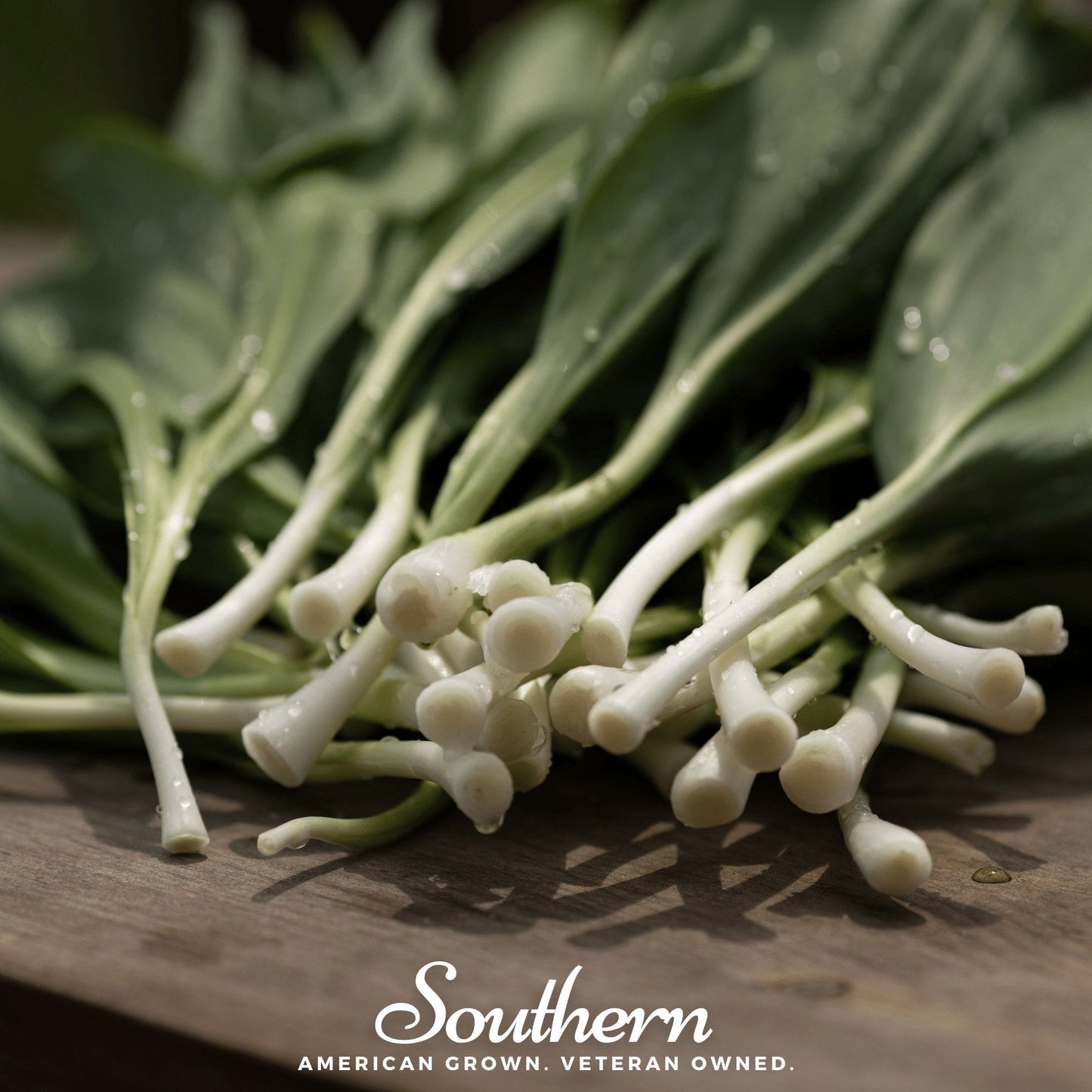 Wild leek (ramps) Allium tricoccum seeds from Southern Seeds, showing 10 seeds ready for planting.