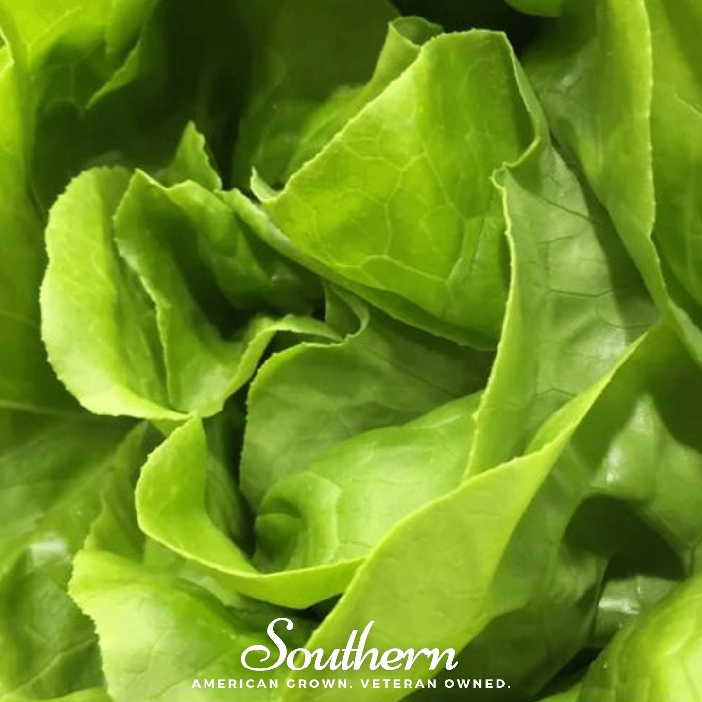 Bibb Summer Lettuce seeds by Southern Seeds, small packets of fresh lettuce seed for summer garden planting.