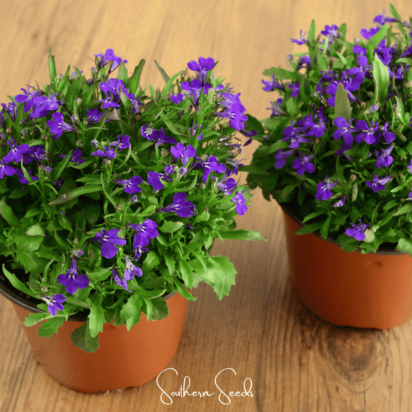 Blue Carpet Lobelia seeds from Southern Seeds, showing vibrant blue flower seeds for planting and garden decoration.