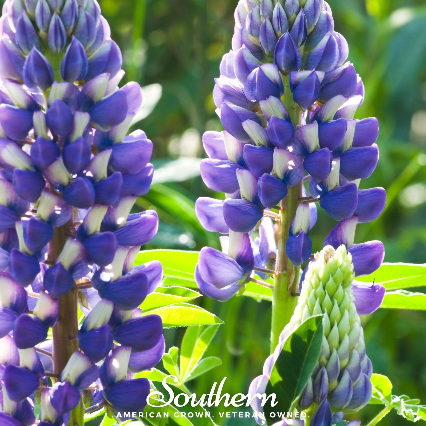 Perennial lupine plant with vibrant purple flowers, 50 seeds from Southern Seeds for garden planting and landscape decoration.