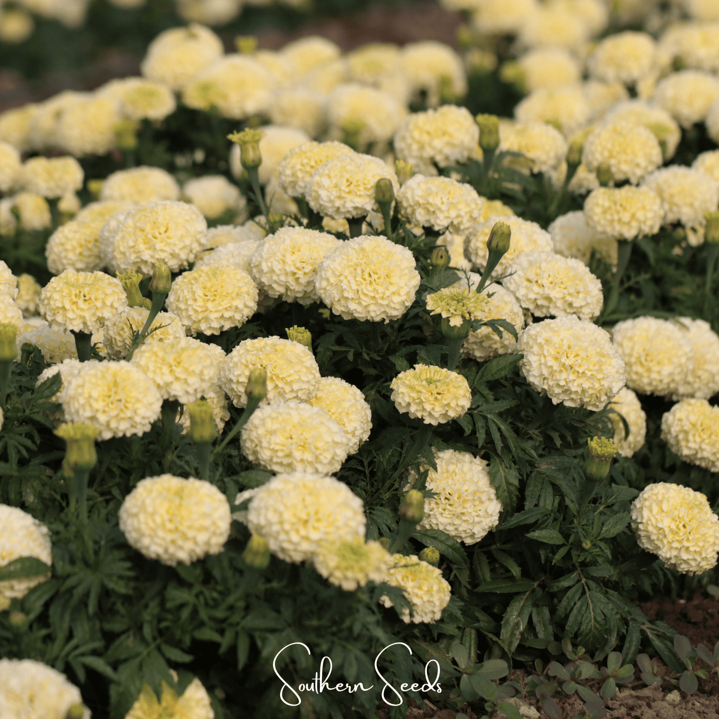 African Marigold Moonlight seeds from Southern Seeds, showing vibrant yellow-orange flower buds and green foliage.