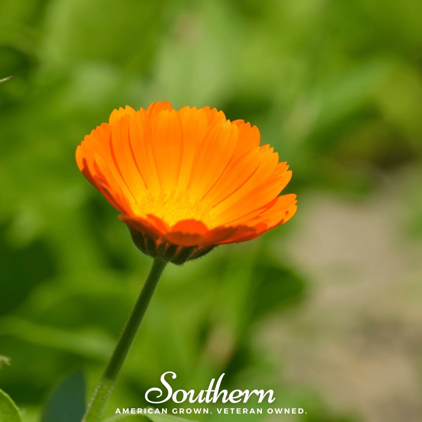 English Marigold seeds from Southern Seeds, showing vibrant calendula officinalis flower buds and green foliage.