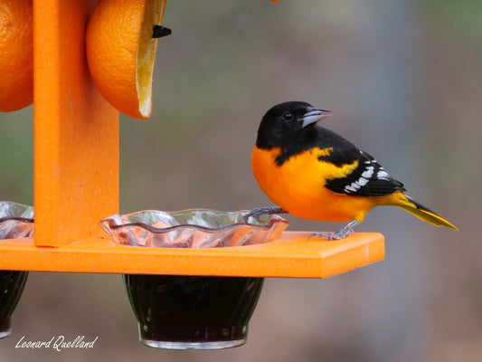 AmishToyBox.com Oriole Bird Feeder with double cups and pegs for orange halves, designed for attracting orioles and hummingbirds.
