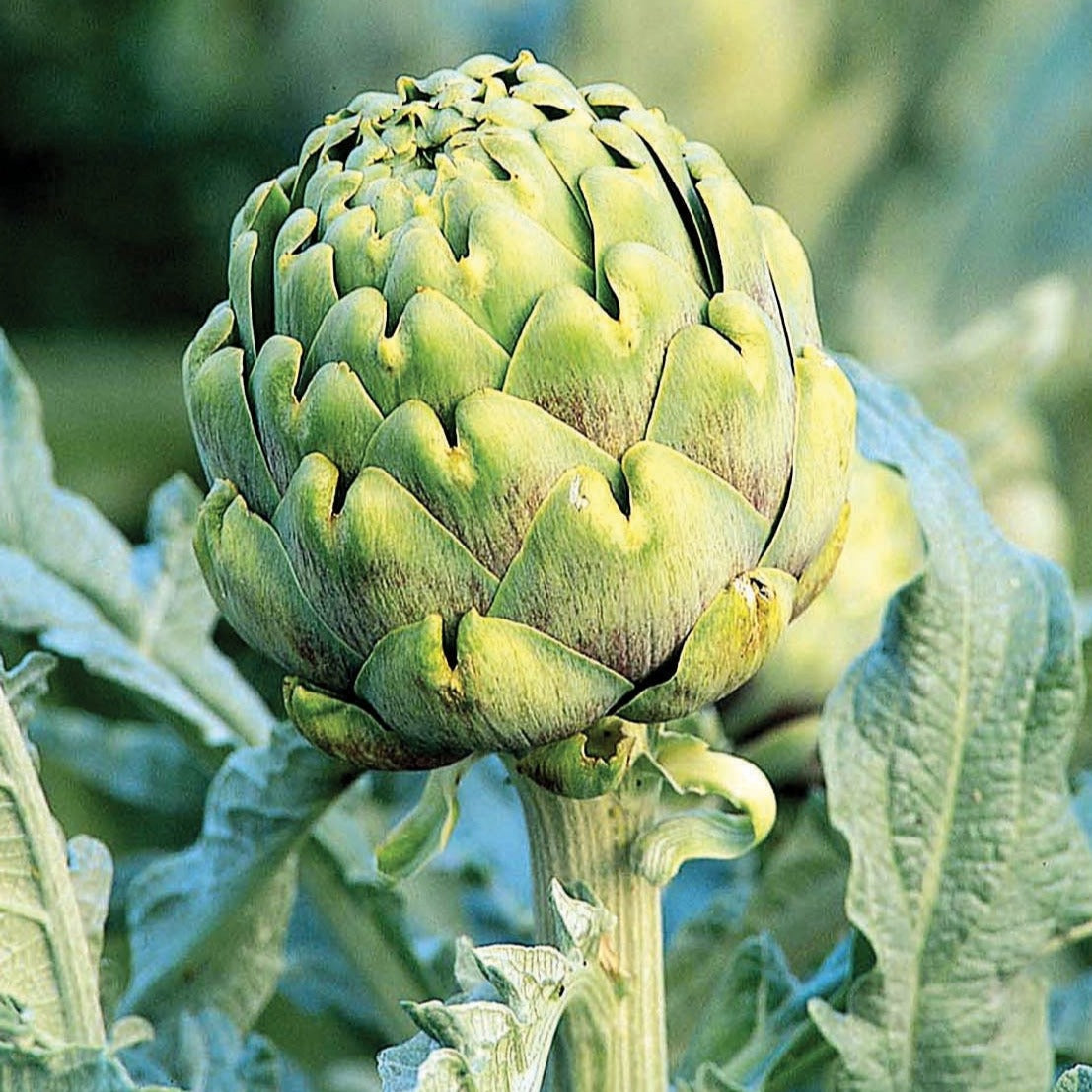 Fresh green Globe Artichoke from MIgardener, showing layered leaves and vibrant green color.