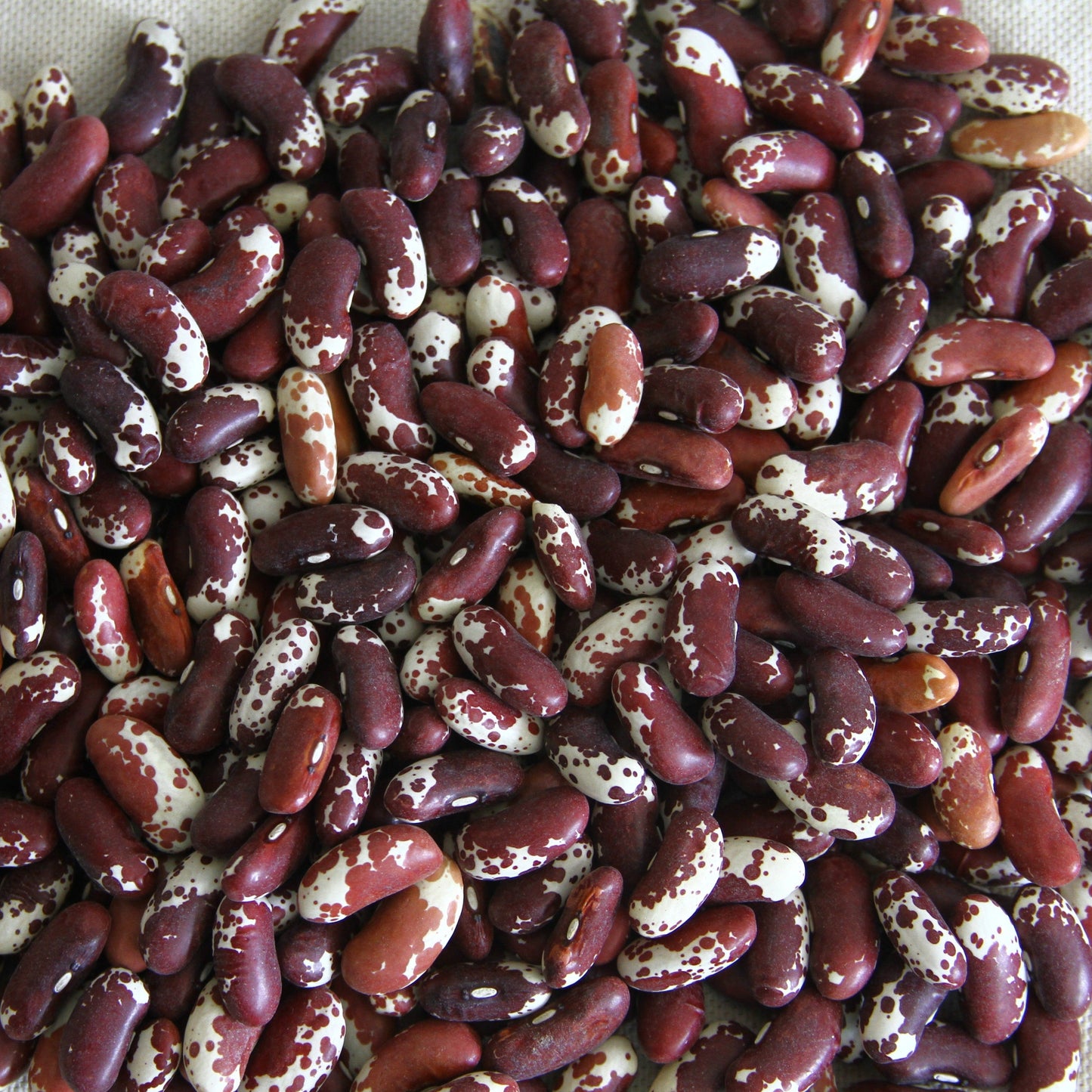 Jacob's Cattle Bean bush plant by MIgardener with vibrant green foliage and developing bean pods in a garden setting.