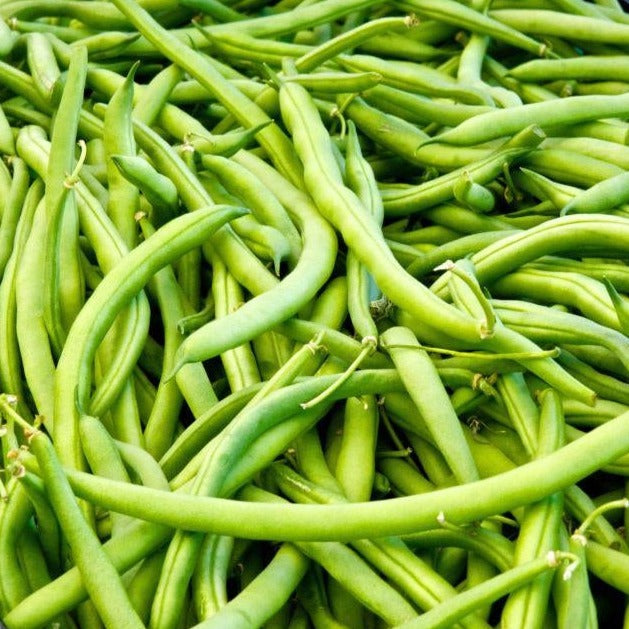Landreth Bush Bean from MIgardener, fresh green bean plant with healthy leaves, ready for gardening or harvest.