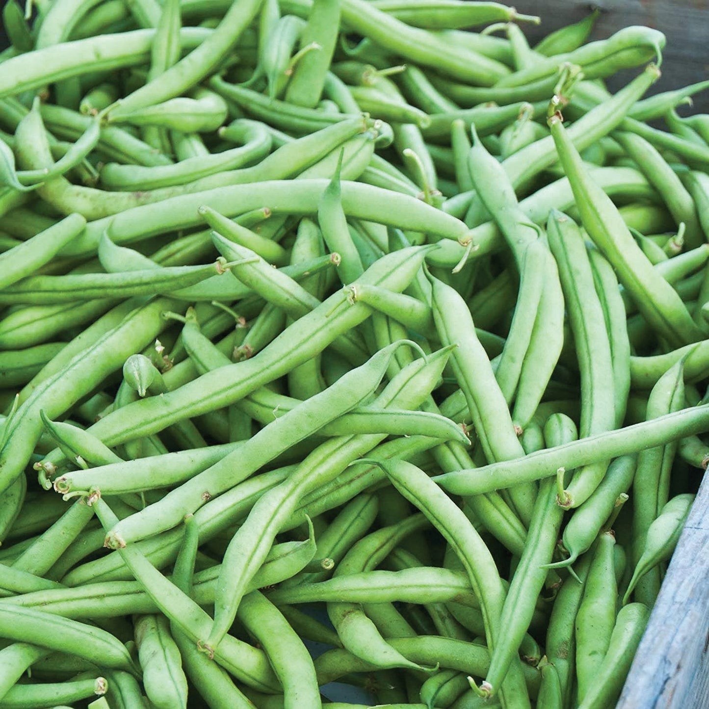 Green Strike Bean bush by MIgardener with lush foliage, ready for harvesting in a vegetable garden.