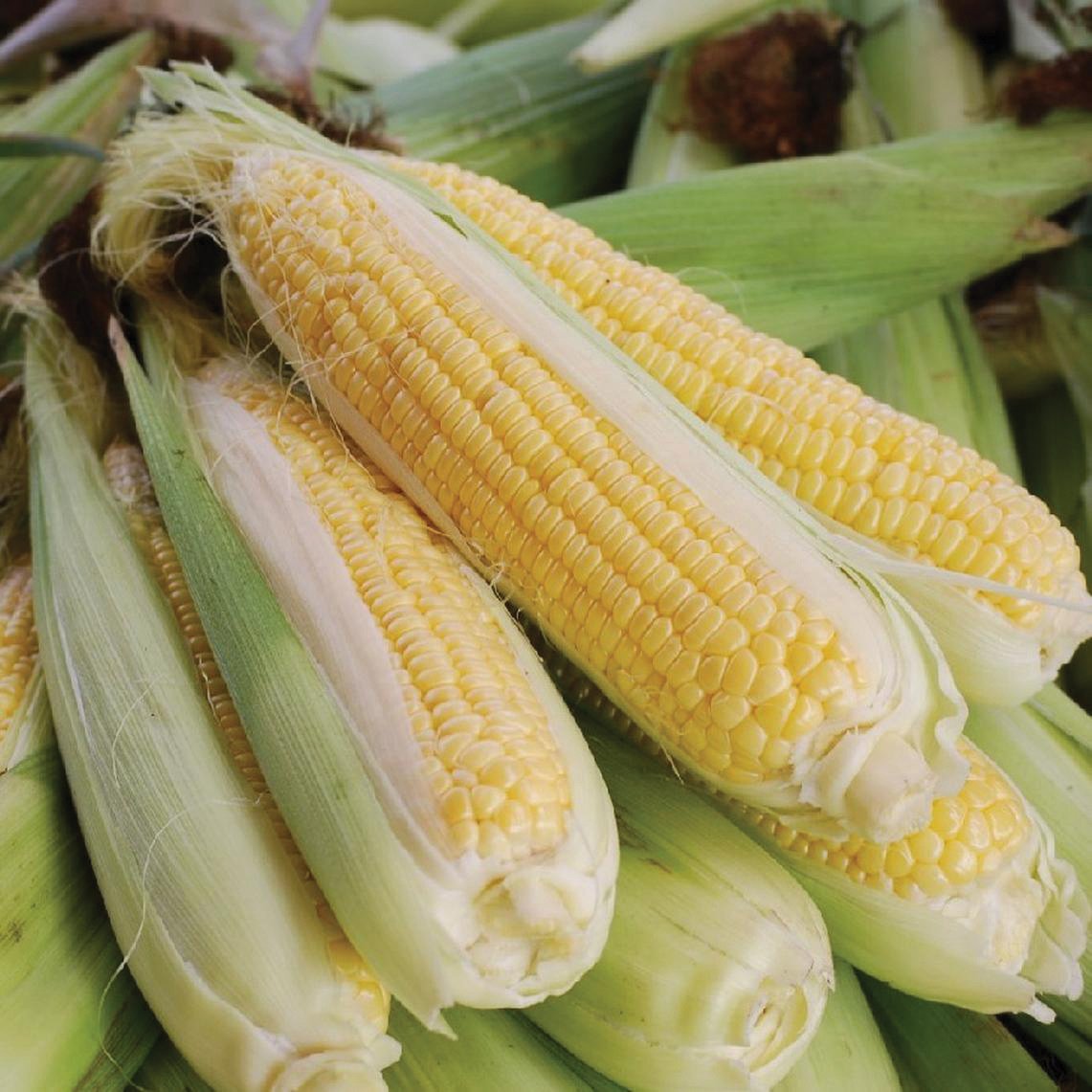 Golden Bantam 12-inch corn by MIgardener, showing fresh, ripe golden corn ears with green husks and silks.